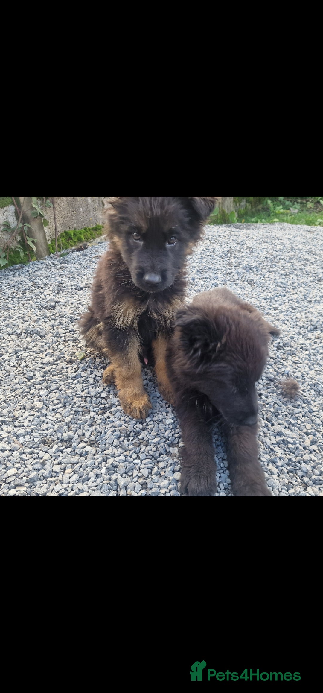 German Shepherd dogs for sale: German Shepherd pups  - Image 19
