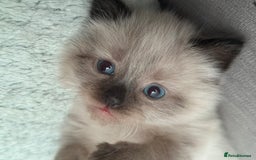 Ragdoll cats for sale: Boy Ragdoll !!reserved!! - Image 3