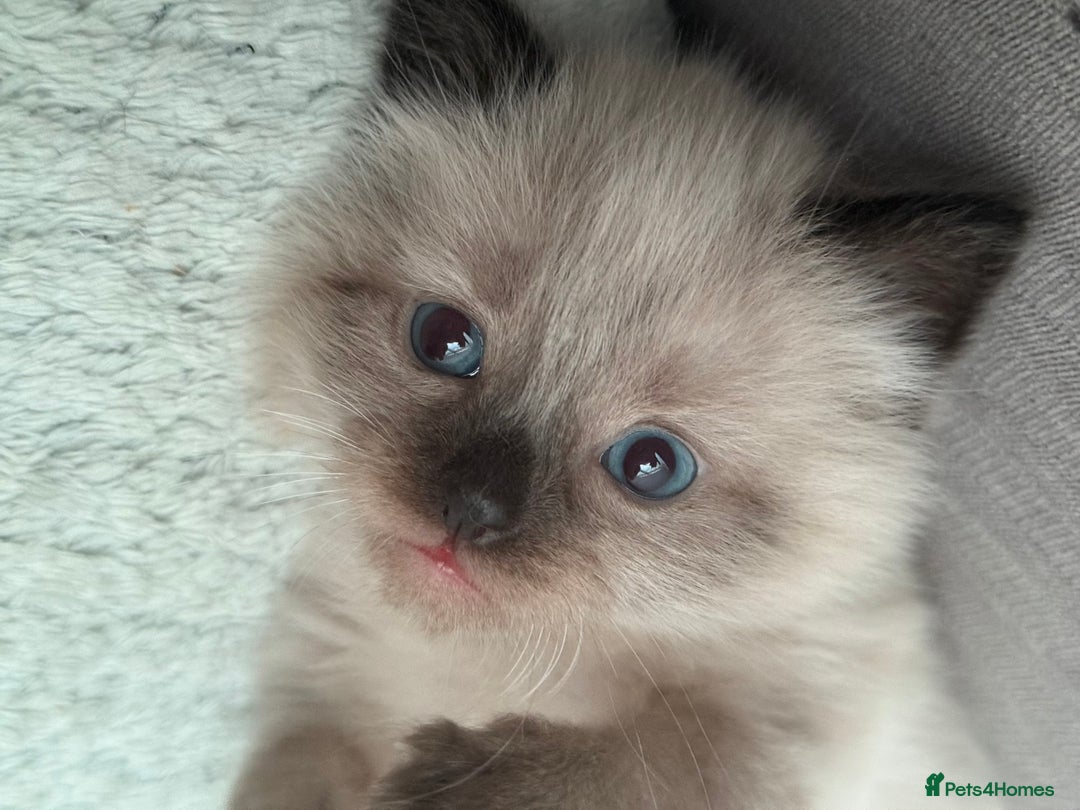 Ragdoll cats for sale: Boy Ragdoll !!reserved!! - Image 3