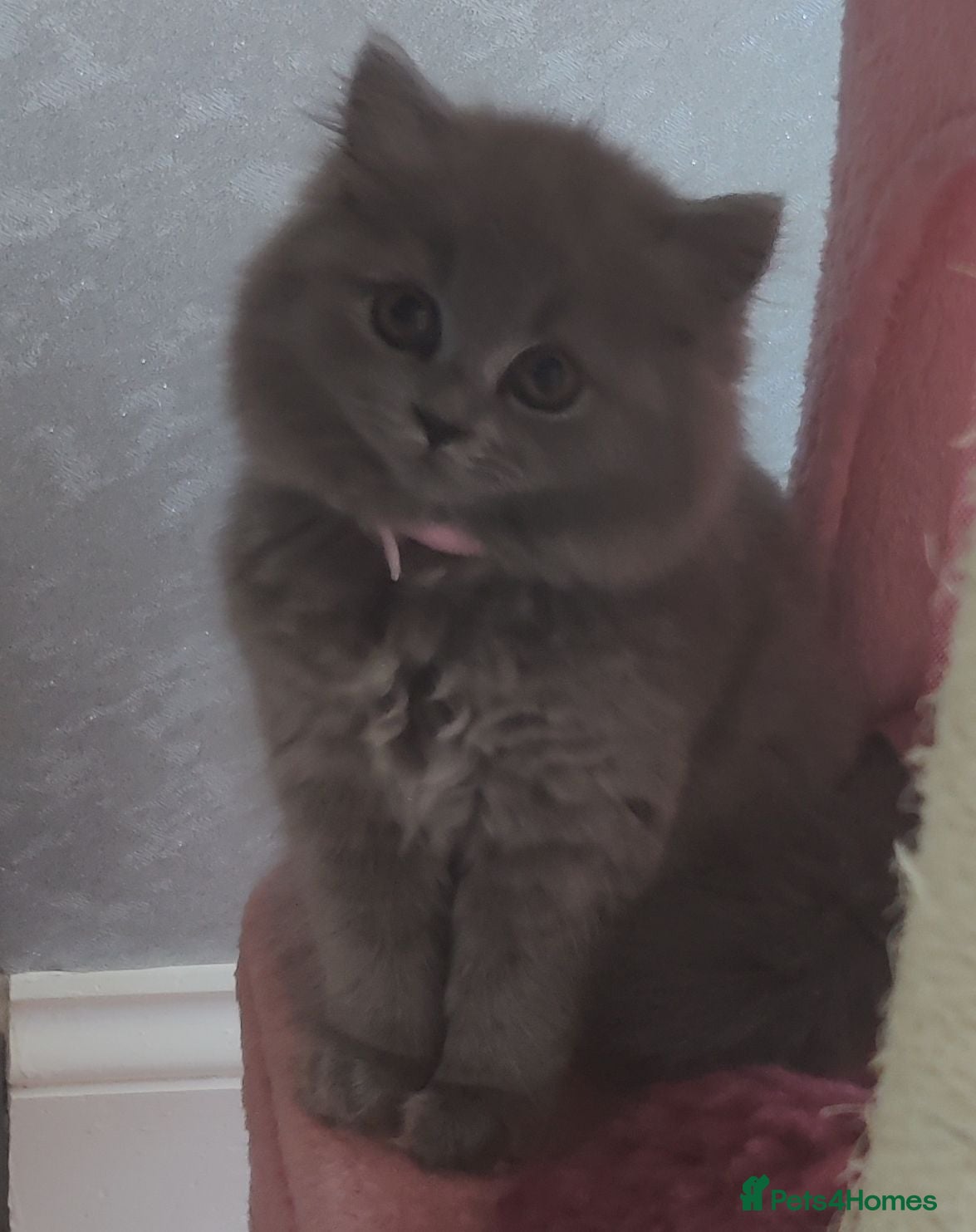 Russian Blue cats Russian Blue kittens 8 weeks old 2 boys 2 girls - Advert 8