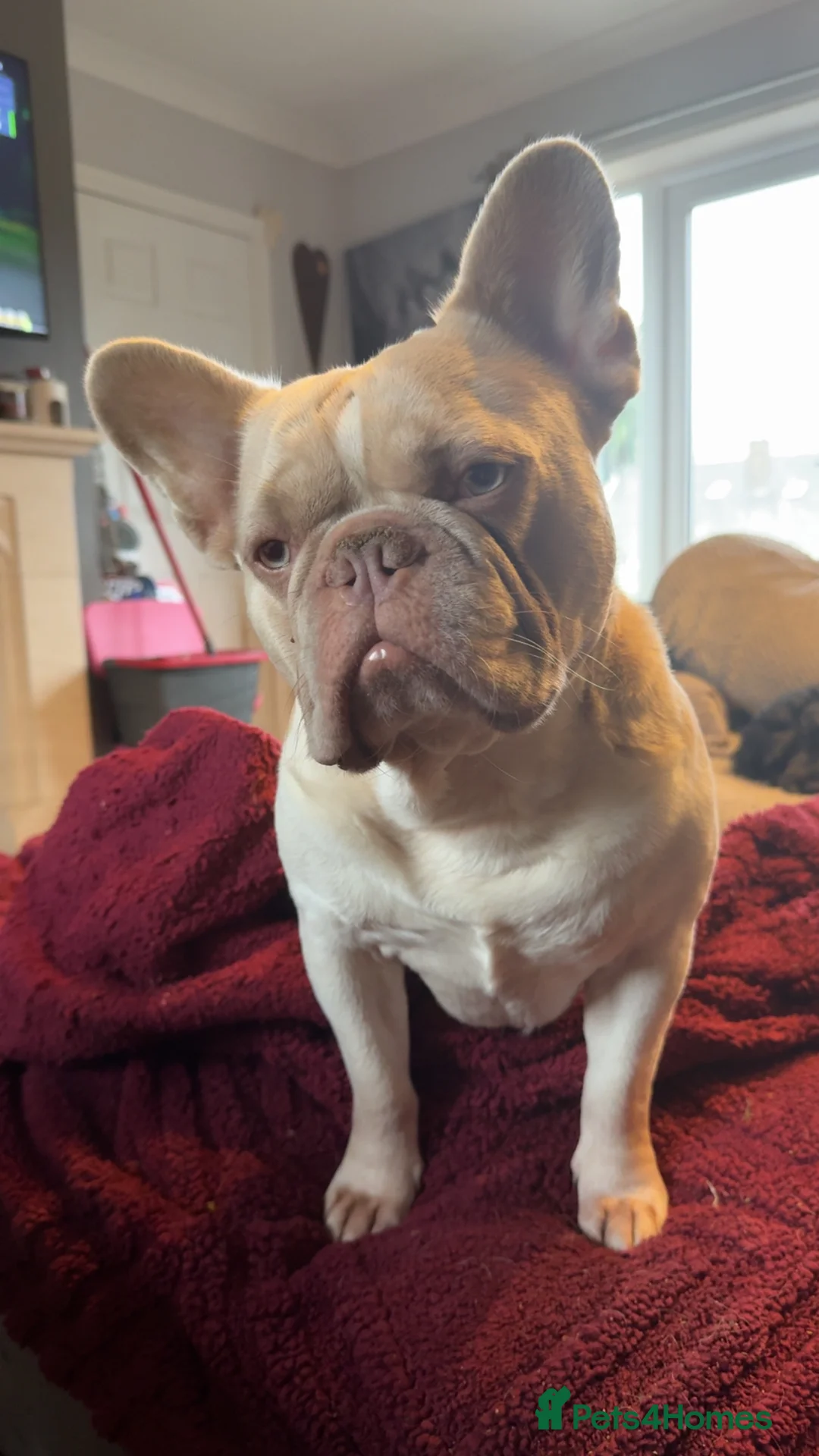 French Bulldog dogs for sale: New Shade Isabella Sable - Advert 1