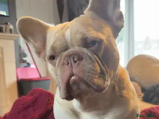 French Bulldog dogs New Shade Isabella Sable - Advert 1