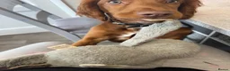 Cocker Spaniel dogs for sale: Cocker spaniel puppy in Durham - Advert 5
