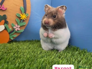 Hamster rodents Baby Syrian Hamsters Female Girl Pedigree - Advert 1