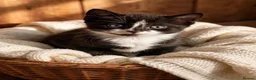 Mixed Breed cats for sale: 3 Beautiful Kittens Looking for Their Homes  - Advert 4