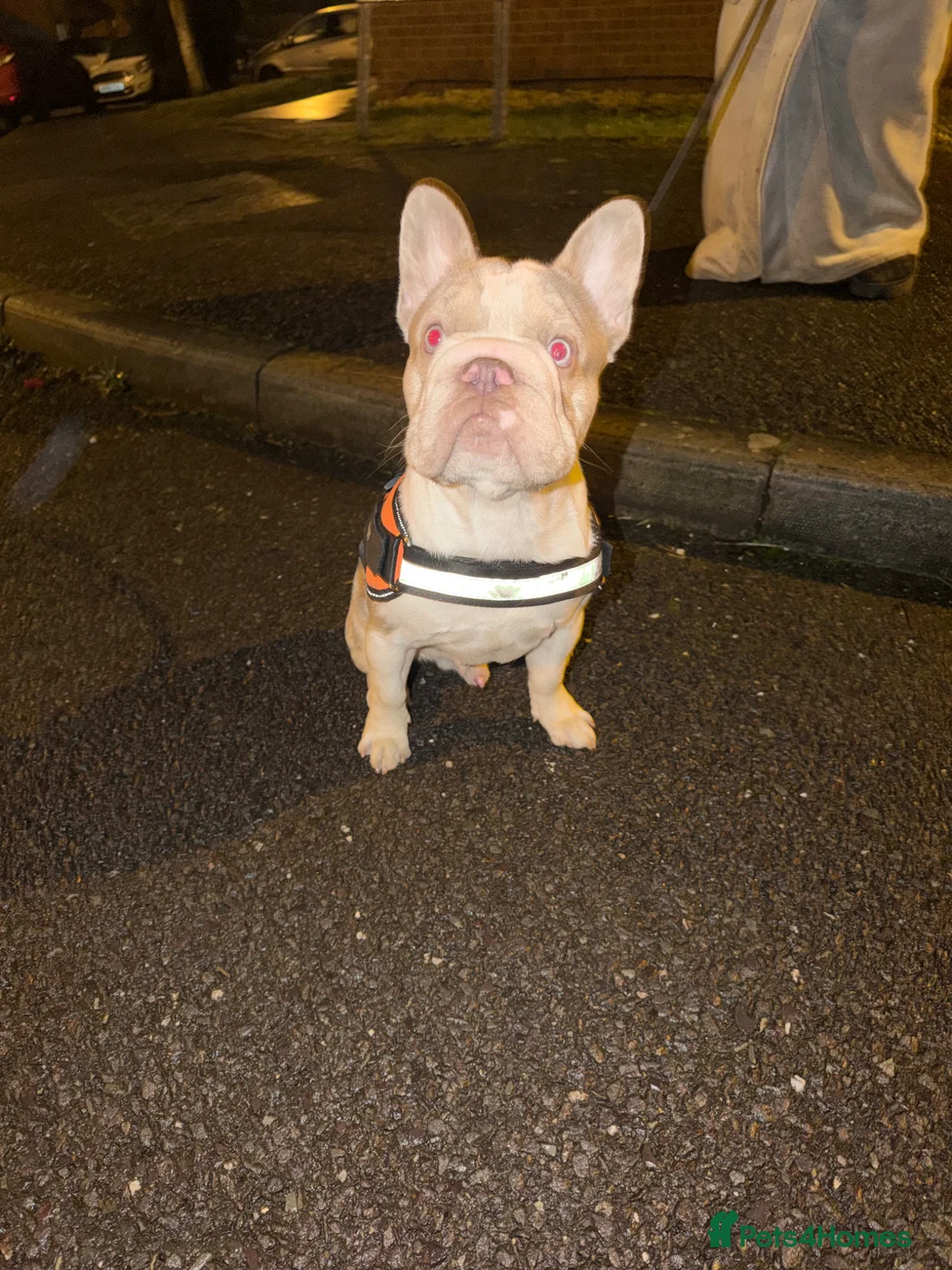 French Bulldog dogs for sale: French bulldog - Advert 2