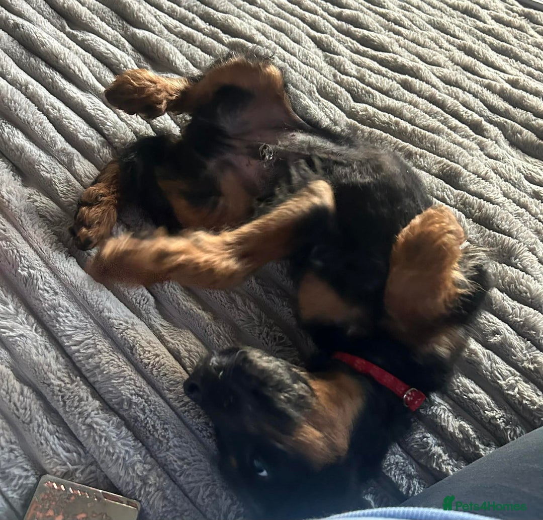 Labradoodle dogs for sale: F1B labradoodle  - Advert 4