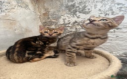 Bengal cats for sale: Bengal kittens ready now silver and marble boys - Image 5