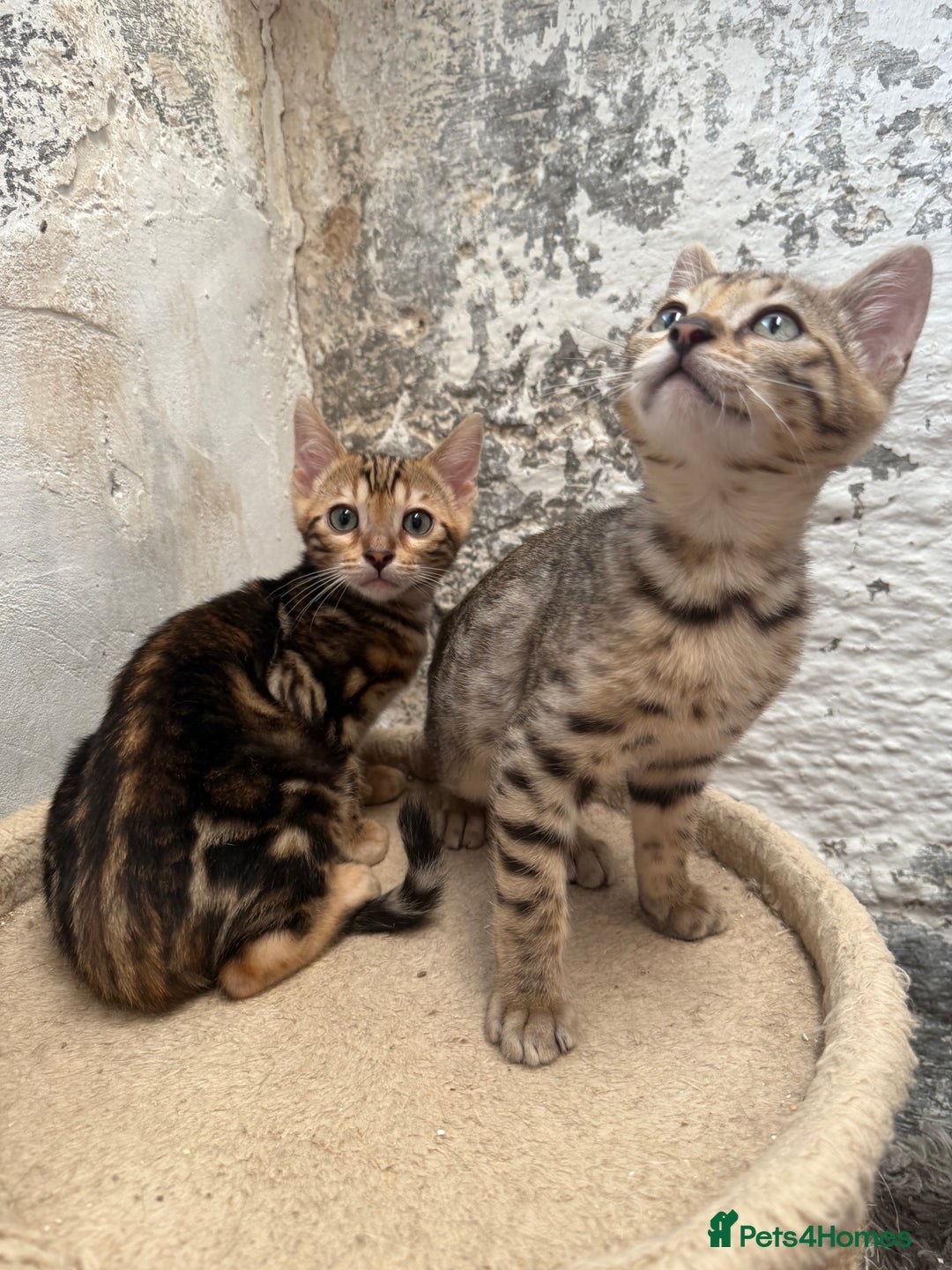 Bengal cats for sale: Bengal kittens ready now silver and marble boys - Image 5