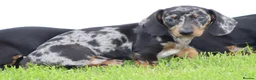 Dachshund dogs for sale: Miniature Dachshund puppies for sale - Advert 24
