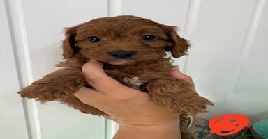Cavapoo dogs - Advert 2
