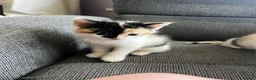Mixed Breed cats for sale: 4 beautiful kittens ready to leave  - Advert 4