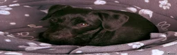 Doxiepoo dogs for sale: Doxiepoo male 18 months  - Advert 4