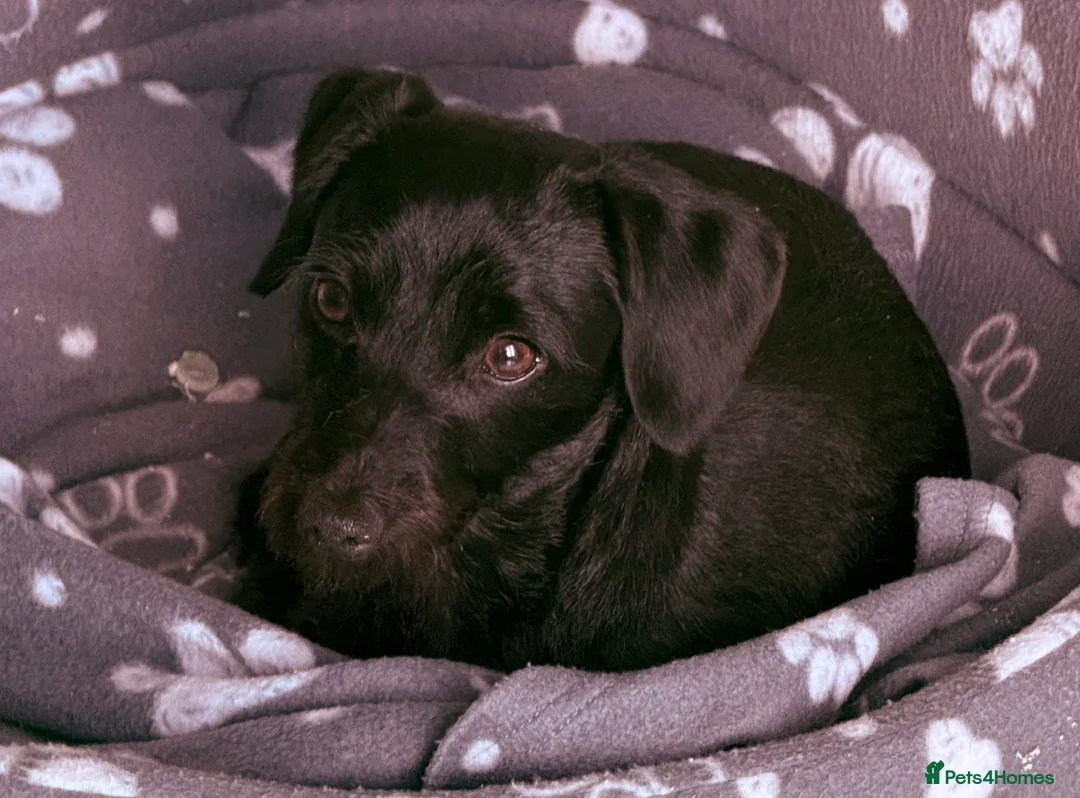 Doxiepoo dogs for sale: Doxiepoo male 18 months  - Advert 4