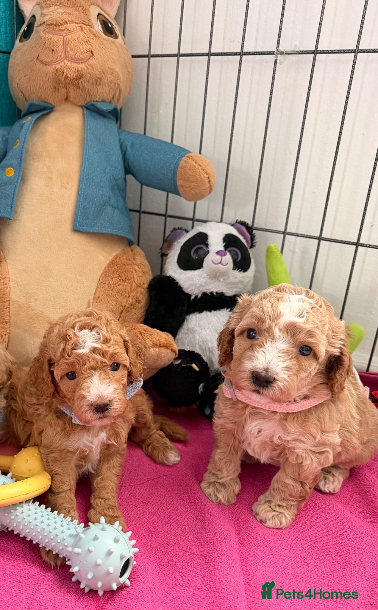 Maltipoo dogs Maltipoo F1B 🐩🐩🐩🐩 - Advert 3