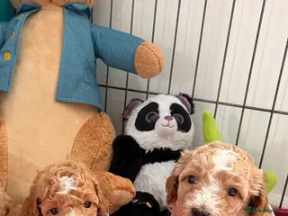 Maltipoo dogs Maltipoo F1B 🐩🐩🐩🐩 - Advert 3