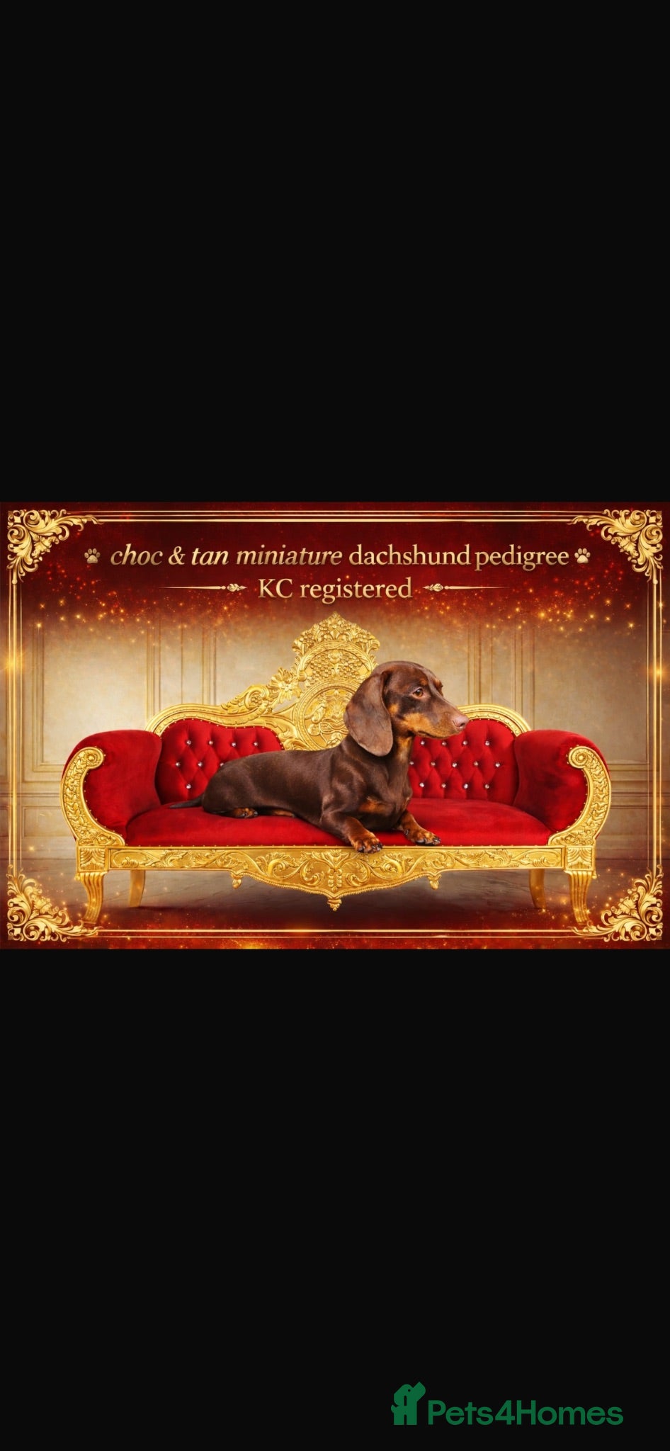 Miniature Dachshund dogs Miniature dachshunds  - Advert 2