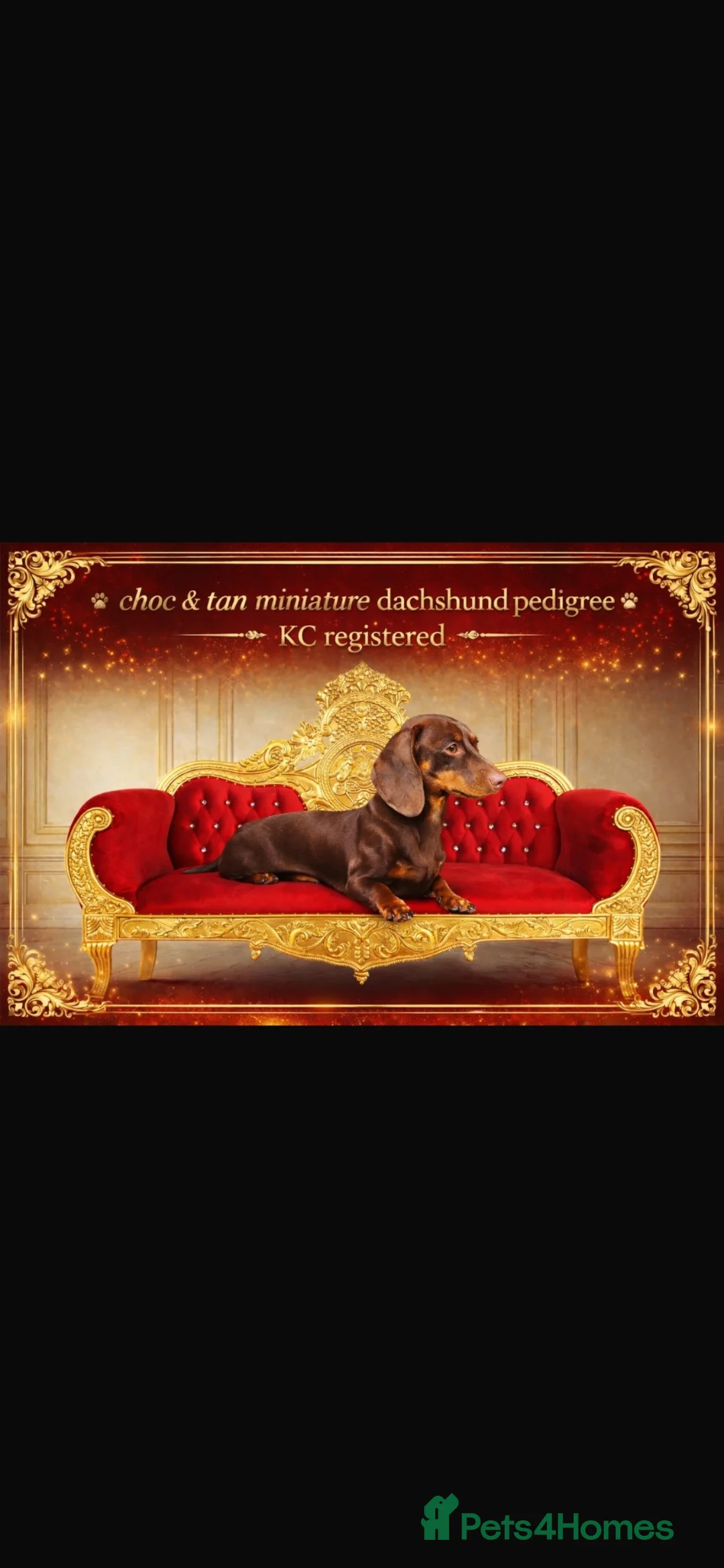 Miniature Dachshund dogs for sale: Miniature dachshunds  - Advert 2