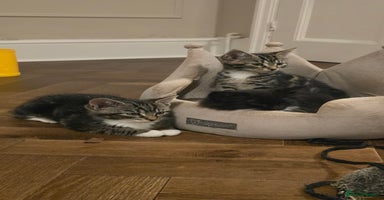 Maine Coon cats - Advert 7
