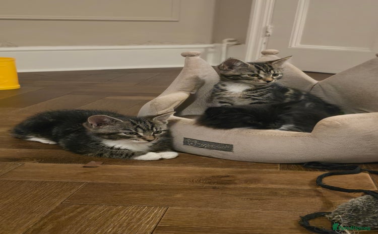 Maine Coon cats - Advert 5
