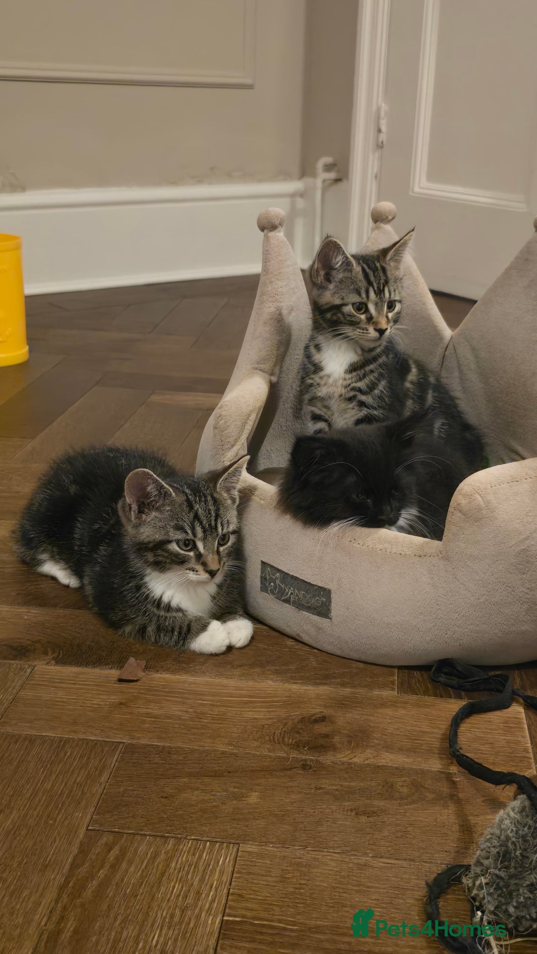 Maine Coon cats for sale: Tabby Maine coon x kittens. Ready to leave - Image 1