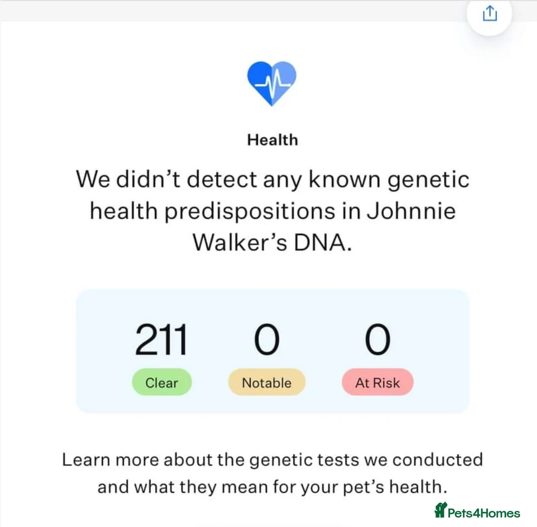 Hungarian Vizsla dogs for stud: The famous HJ Champion  Johnnie Walker at stud in Loughborough - Advert 7