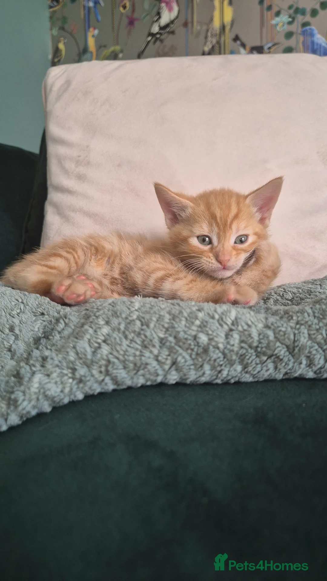 Mixed Breed cats for sale: 6 lovely kittens ready for forever homes  in Prescot - Advert 2