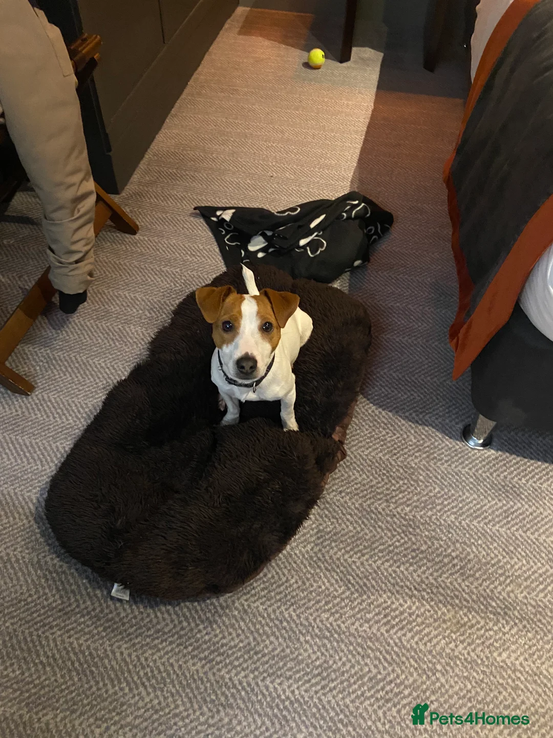 Jack Russell dogs for stud: **stunning** pure Jack Russell terrier  in Cheltenham - Advert 2