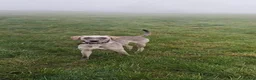 Lurcher dogs for sale: Lurcher pups  - Advert 1