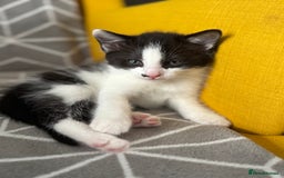 European cats for sale: Playful boy litter trained  - Image 2