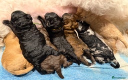 Bernedoodle dogs for sale: Miniature F1bs Bernedoodle  - Image 2