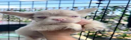 French Bulldog dogs for sale: RARE PINK/FULL FLUFFY FRENCH BULLDOGS in Morden - Advert 10