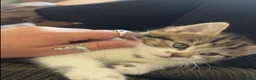Mixed Breed cats for sale: 4x Maincoon X American Wire Hair Kittens for sale  in Stourport-on-Severn - Advert 17