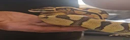 Python Snake reptiles for sale: Young Royal Pythons in Sheffield - Advert 1