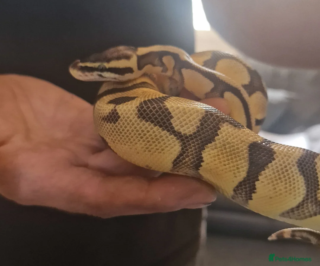 Python Snake reptiles for sale: Young Royal Pythons in Sheffield - Advert 1