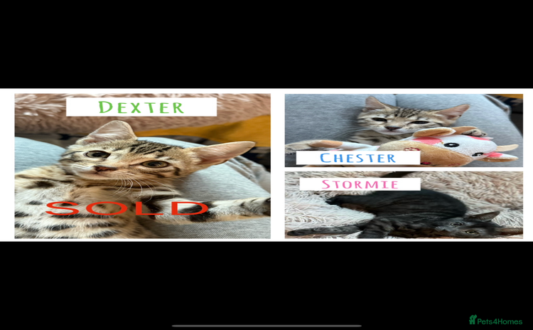 Bengal cats - Advert 5