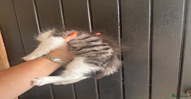 Maine Coon cats - Advert 4