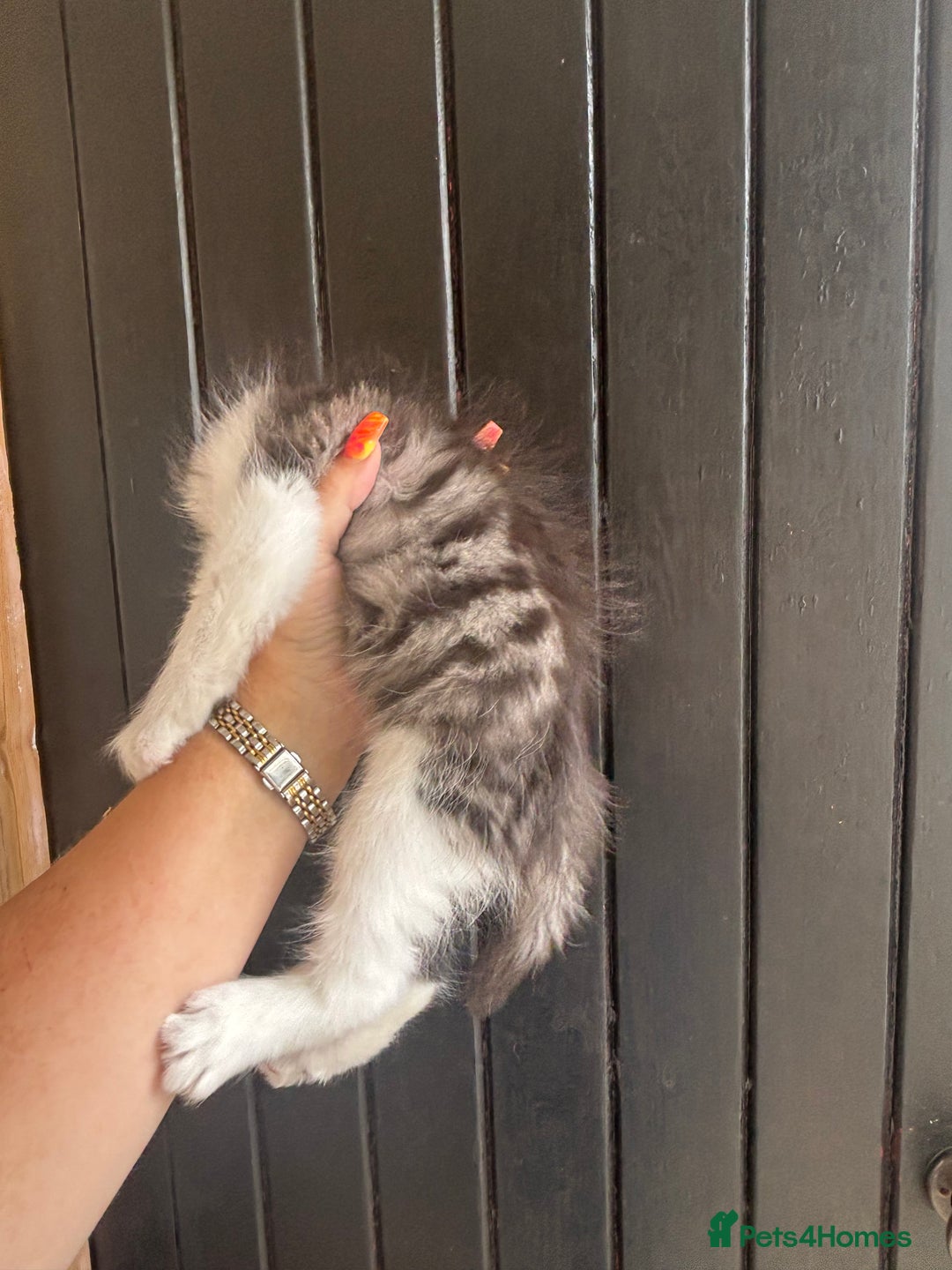Maine Coon cats for sale: 3 boys Maine coon & 1 white female ready 13th aug! - Image 3