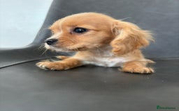 Cavapoo dogs for sale: Beautiful Cavapoo Puppies - Image 5