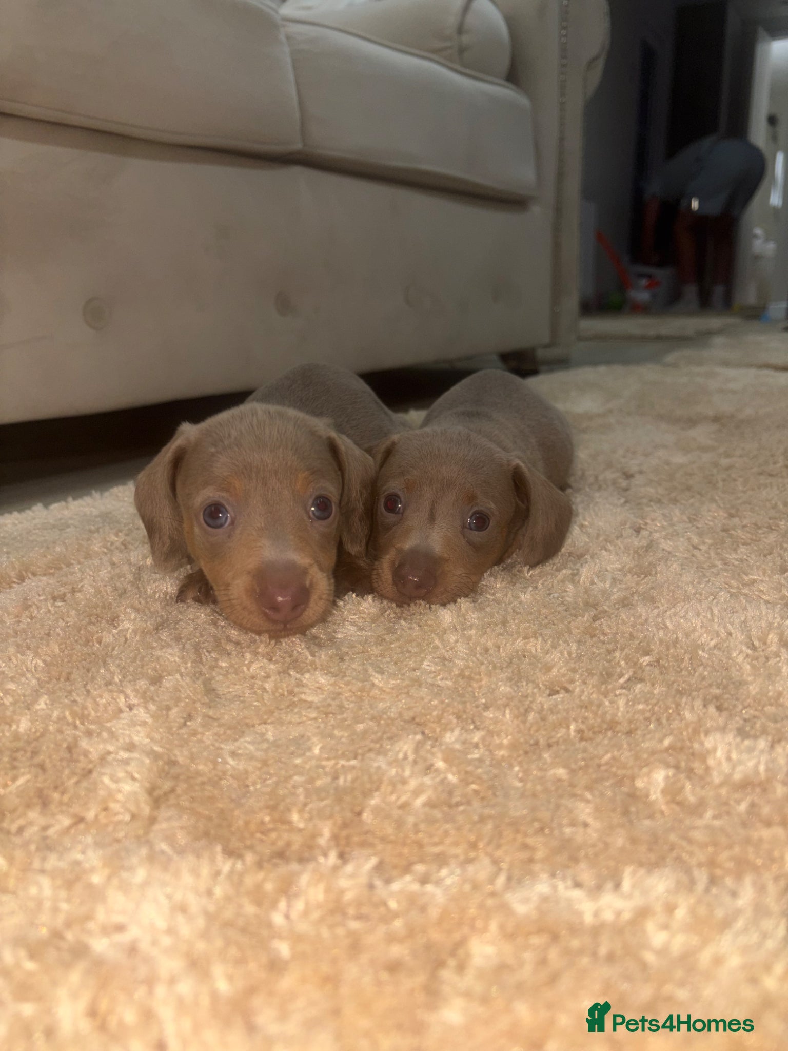 Miniature Dachshund dogs 💎🐾 Gorgeous Isabella Dachshund Boys 🐾💎 - Advert 19