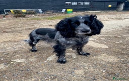 Sprocker dogs for sale: Sprocker puppy bitch  - Image 6