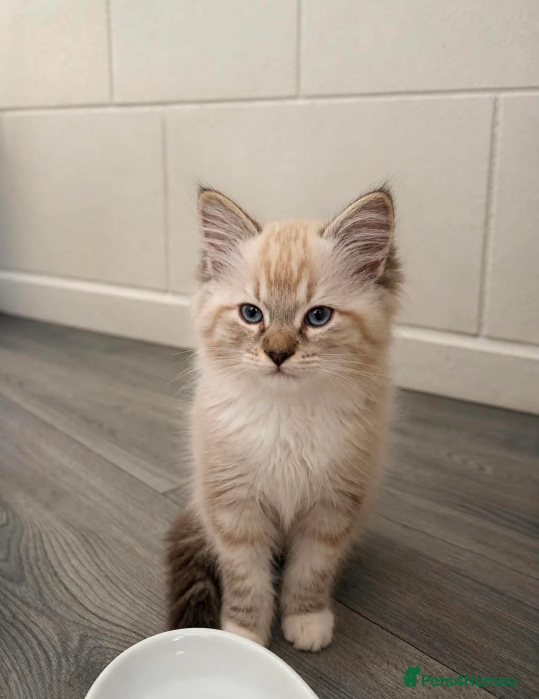 Ragdoll cats for sale: Ragdoll Kittens – Beautiful Blue-Eyed Babies - Advert 1