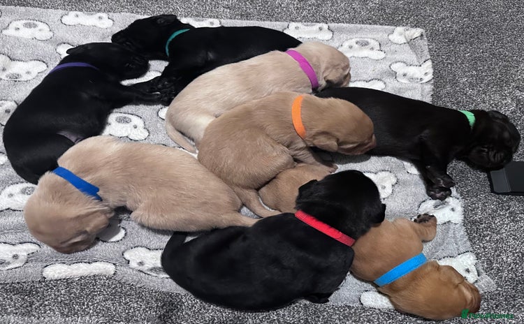 Labrador Retriever dogs - Advert 7