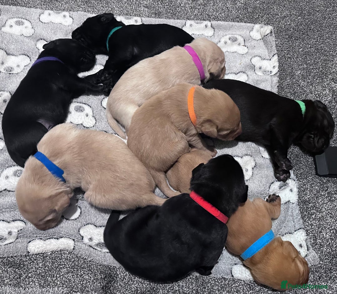 Labrador Retriever dogs for sale: Labrador puppies  - Image 4