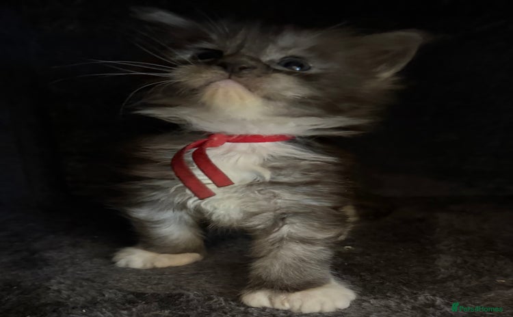 Maine Coon cats - Advert 13