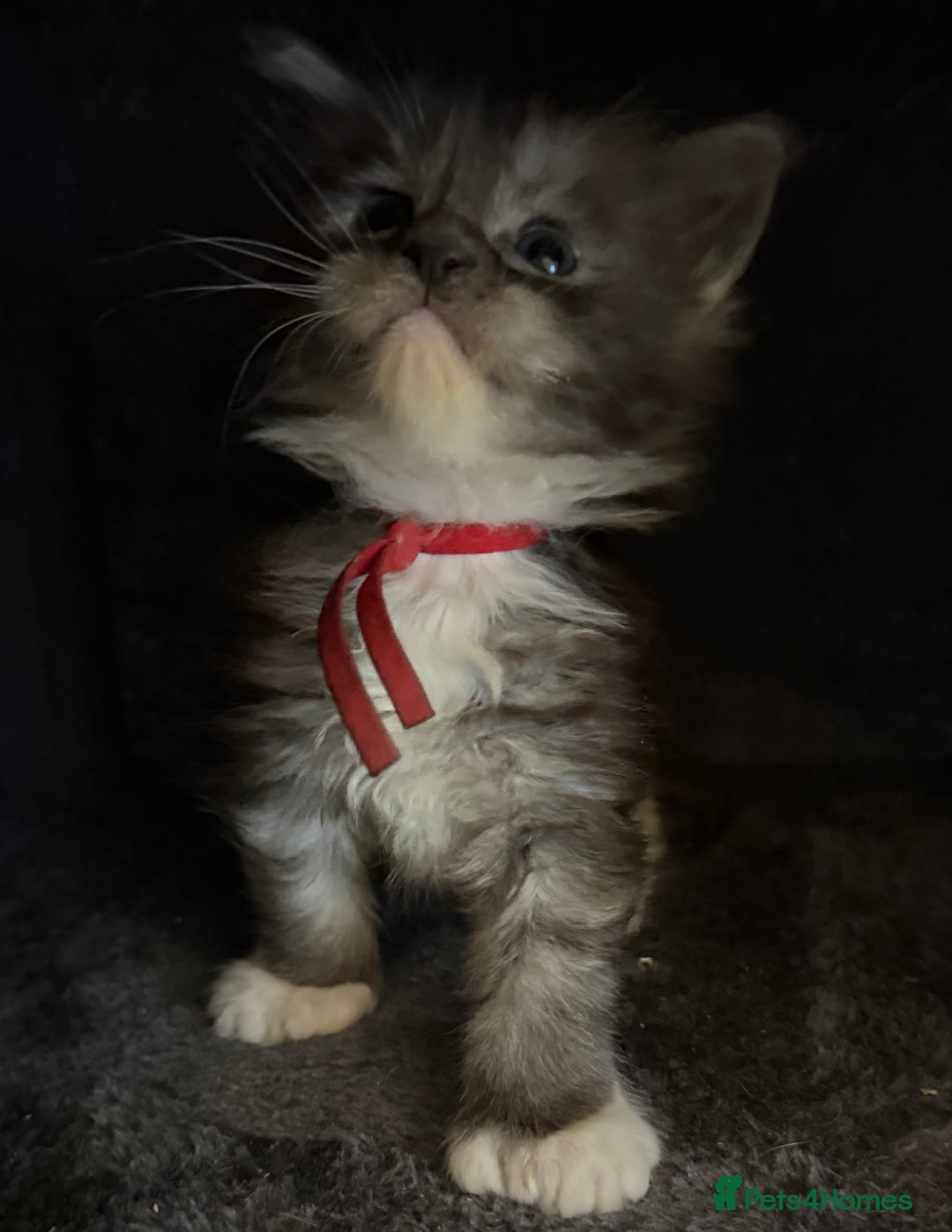 Maine Coon cats for sale: TICA registered russian poly and non poly kittens - Image 1