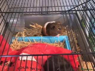 Guinea Pig rodents Guinea male pigs in Bristol - Advert 13