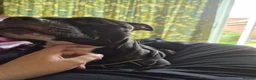 Staffordshire Bull Terrier dogs for sale: Baby boy needs a forever home  - Advert 6