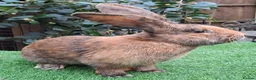 Continental Giant rabbits for sale: PURE bred Continental Giants - Vaccinated RESERVE  - Advert 11