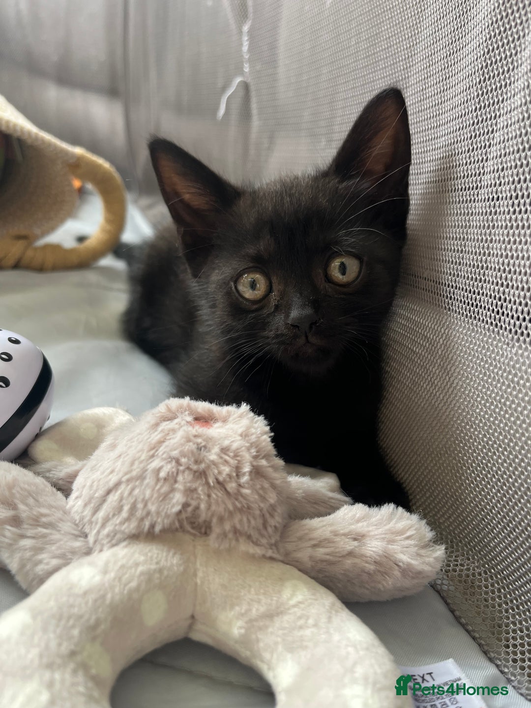 Siamese cats for sale: British Shorthair x Siamese Kittens - Image 8